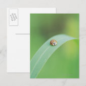 Carte Postale Coccinelle Brown (Devant / Derrière)