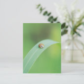 Carte Postale Coccinelle Brown (Debout devant)