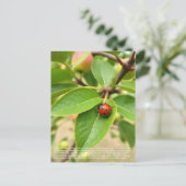 Carte Postale Coccinelle chanceuse  (Debout devant)