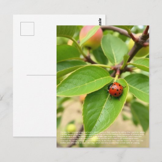 Carte Postale Coccinelle chanceuse  (Devant / Derrière)