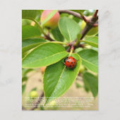 Carte Postale Coccinelle chanceuse  (Devant)