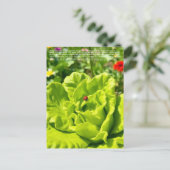 Carte Postale Coccinelle chanceuse  (Debout devant)