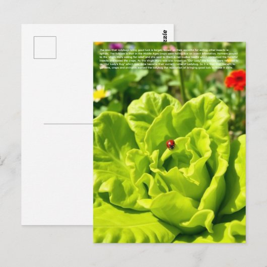 Carte Postale Coccinelle chanceuse  (Devant / Derrière)