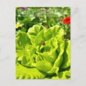 Carte Postale Coccinelle chanceuse  (Devant)