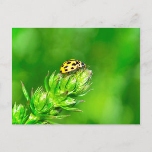 Carte Postale Coccinelle dans la nature verte