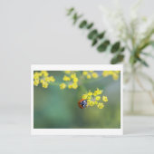 Carte Postale coccinelle de face (Debout devant)