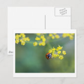 Carte Postale coccinelle de face (Devant / Derrière)