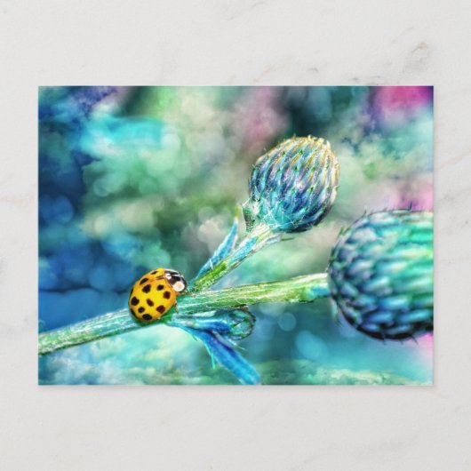 Carte Postale Coccinelle fantastique (Devant)
