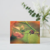 Carte Postale Coccinelle pittoresque (Debout devant)