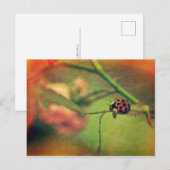 Carte Postale Coccinelle pittoresque (Devant / Derrière)