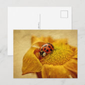 Carte Postale Coccinelle sur fleur jaune (Devant / Derrière)