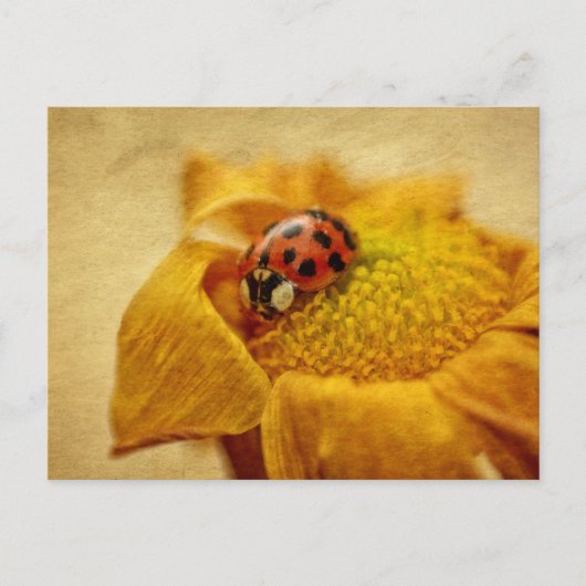 Carte Postale Coccinelle sur fleur jaune (Devant)