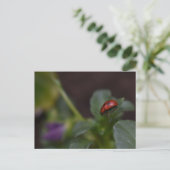 Carte Postale Coccinelle sur fleurs (Debout devant)