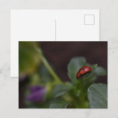 Carte Postale Coccinelle sur fleurs (Devant / Derrière)