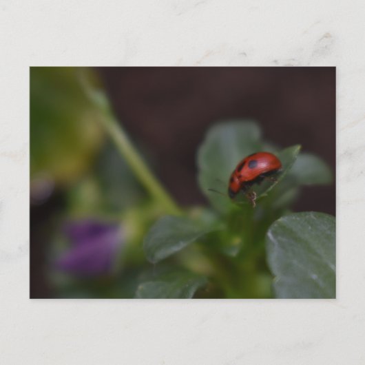 Carte Postale Coccinelle sur fleurs (Devant)