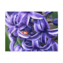 Coccinelle sur la jacinthe