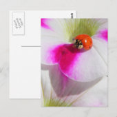 Carte Postale Coccinelle sur le pétunia (Devant / Derrière)
