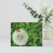 Carte Postale Coccinelle sur le pissenlit (Debout devant)