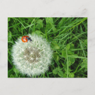 Carte Postale Coccinelle sur le pissenlit