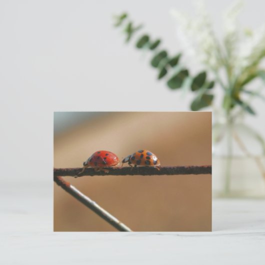 Carte Postale Coccinelles Amies Photographie de la nature (Debout devant)