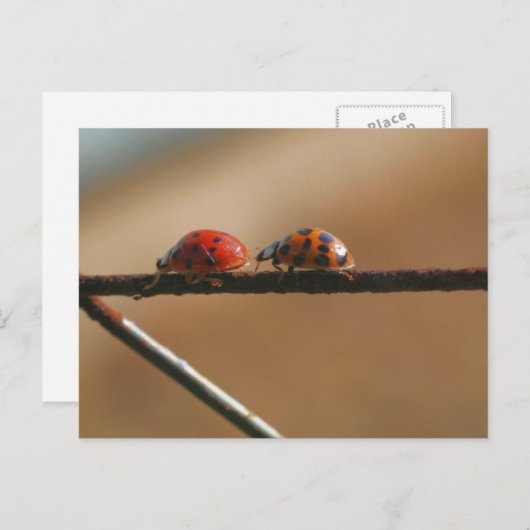 Carte Postale Coccinelles Amies Photographie de la nature (Devant / Derrière)