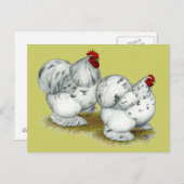 Carte Postale Cochin : Splash Bantams (Devant / Derrière)