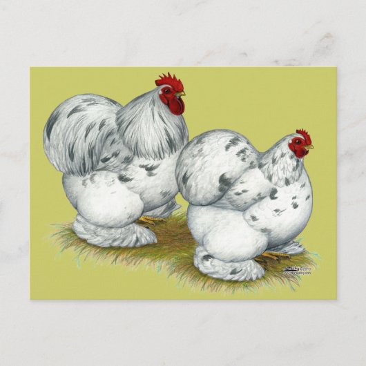 Carte Postale Cochin :  Splash Bantams (Devant)