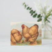 Carte Postale Cochins Buff (Debout devant)