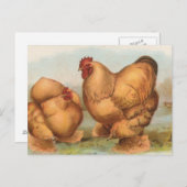 Carte Postale Cochins Buff (Devant / Derrière)
