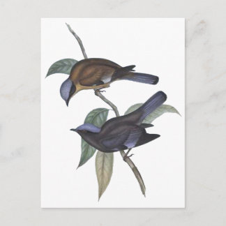 Carte Postale Cochoa pourpre