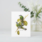 Carte Postale Cochoa vert (Debout devant)