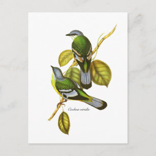 Carte Postale Cochoa vert