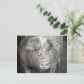 Carte Postale Cochon (Debout devant)