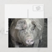 Carte Postale Cochon (Devant / Derrière)