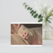 Carte Postale Cochon couché (Debout devant)