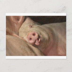 Carte Postale Cochon couché