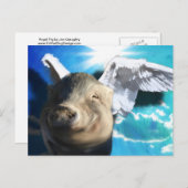 Carte Postale Cochon d'ange (Devant / Derrière)