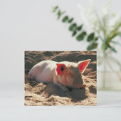 Carte Postale Cochon dans le soleil (Debout devant)