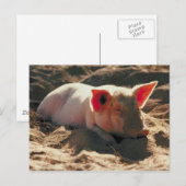 Carte Postale Cochon dans le soleil (Devant / Derrière)