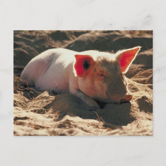 Carte Postale Cochon dans le soleil (Devant)