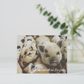 Carte Postale Cochon dans une couverture (Debout devant)