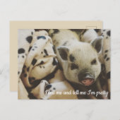 Carte Postale Cochon dans une couverture (Devant / Derrière)