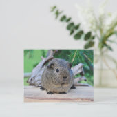 Carte Postale Cochon de Guinée (Debout devant)