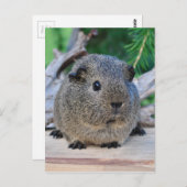 Carte Postale Cochon de Guinée (Devant / Derrière)