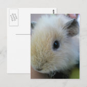 Carte Postale Cochon de Guinée (Devant / Derrière)