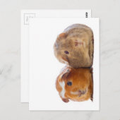 Carte Postale Cochon de Guinée (Devant / Derrière)