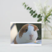 Carte Postale Cochon de Guinée à l'extérieur (Debout devant)