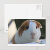 Carte Postale Cochon de Guinée à l'extérieur (Devant / Derrière)