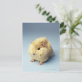 Carte Postale Cochon de Guinée couleur crème (Debout devant)