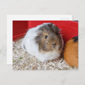 Carte Postale Cochon de Guinée en cage (Devant / Derrière)